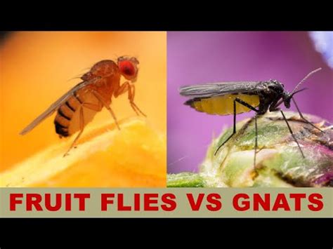 Fruit Flies vs Gnats: What Is the Difference? - YouTube