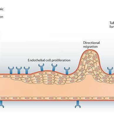 2 Cellular and molecular interactions during angiogenesis. Angiogenesis ...