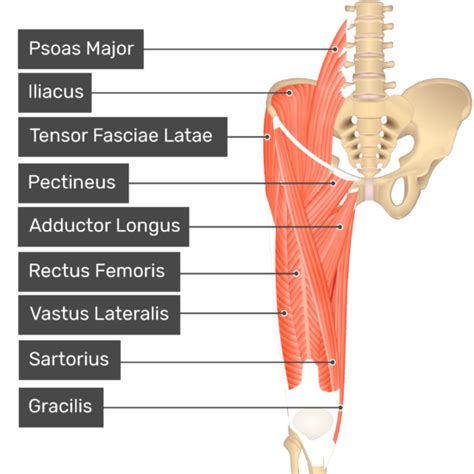 Adductor Magnus Muscle | GetBodySmart