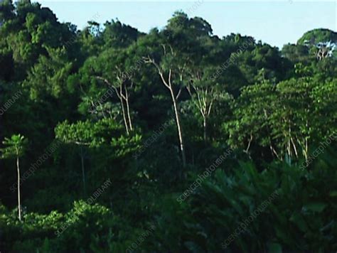 French Guiana rainforest - Stock Video Clip - K002/6335 - Science Photo ...