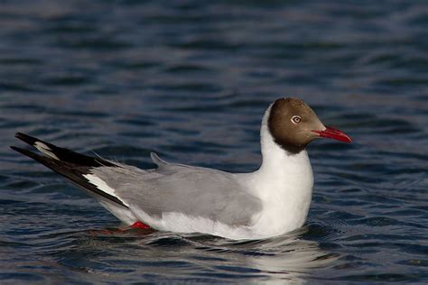 Brown-headed gull | Gull, Sea birds, Bird species