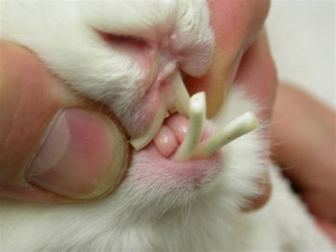 Dental Disease in Rabbits | VCA Animal Hospital