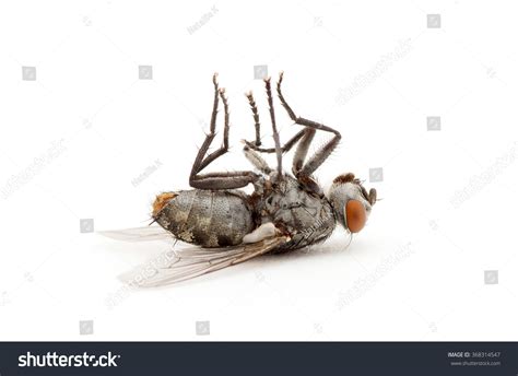 Dead Fly Isolated On White Background Stock Photo 368314547 | Shutterstock