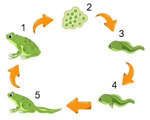 Perhatikan daur hidup katak di samping! Pada...