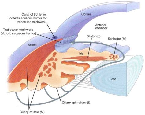 canal of schlemm – Outlander Anatomy