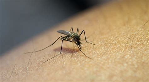 Malaria: The Dangers of a Mosquito Bite | Swacon International Hospital