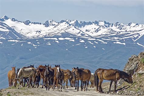 Kyrgyzstan Horses Mountains - Free photo on Pixabay - Pixabay