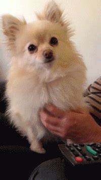 Fizzgig GIFs - Find & Share on GIPHY