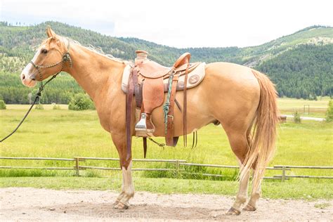 Ranch Horses | Montana Working Cattle Ranch - McGinnis Meadows Cattle ...