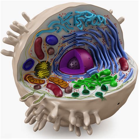 cell animal 3d model