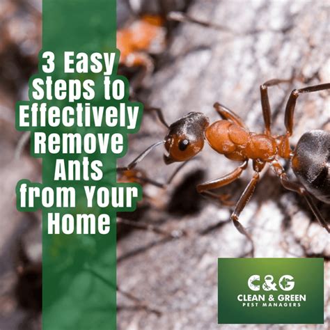 How to remove ants · Clean & Green Pest Control Northern Beaches