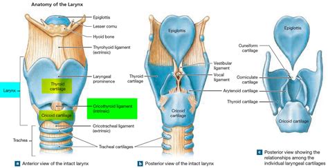 Larynx - Anatomy, Function in Respiratory System - Cancer Symptoms