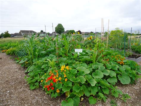 31 Days of Gardening With Children- Day 22 - That Bloomin' Garden ...