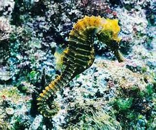 Ecology - The Lined Seahorse Resource