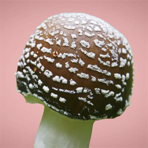 Where Does Amanita Pantherina Grow?