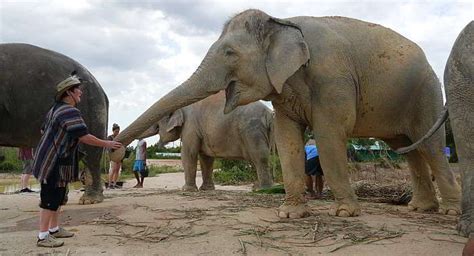 Elephant Jungle Sanctuary in Pattaya, Thailand | Pattaya Unlimited ...