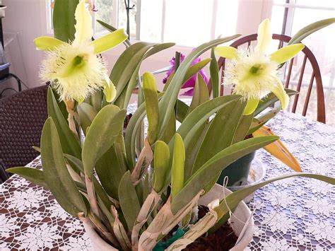 Brassavola digbyana -- conditions? - Orchid Board - Most Complete ...