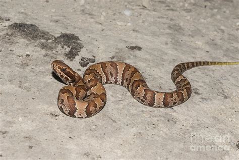 Florida Water Moccasin Agkistrodon piscivorus conanti Photograph by ...