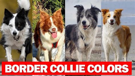 Border Collie Colors And Pattern | Gorgeous Border Collie Colors And ...