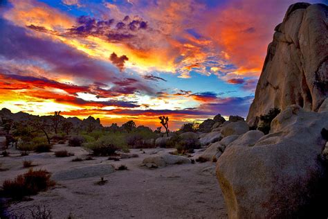 Joshua Tree Sunset 1 by Patrick Flood