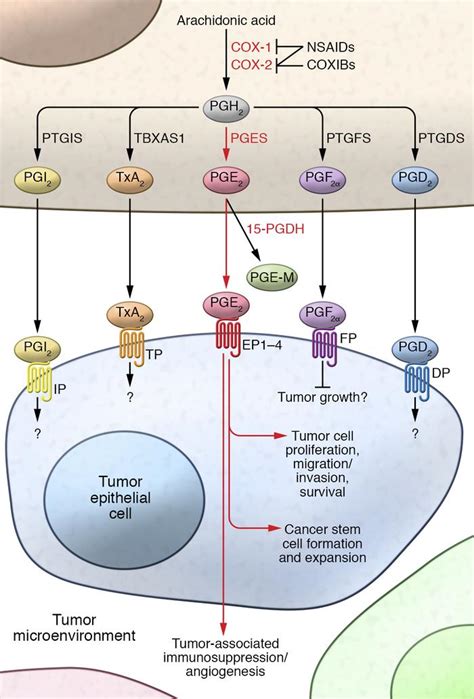 JCI - Role of prostanoids in gastrointestinal cancer