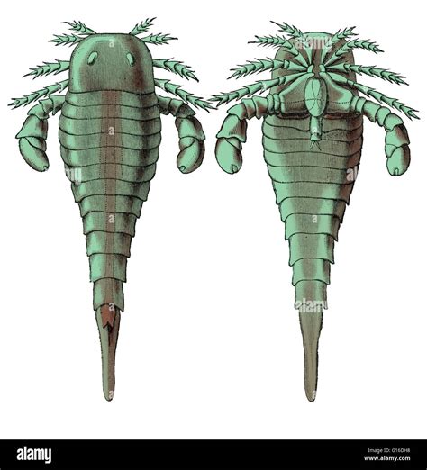 Illustration of Eurypterus remipes, a eurypterid or sea scorpion from ...