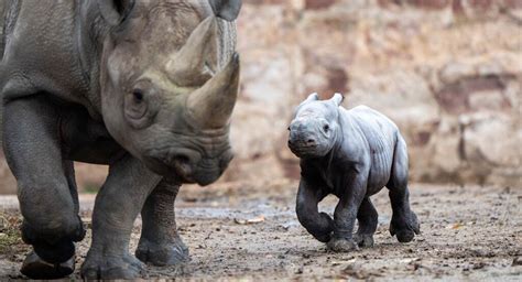 Birth of Rare Eastern Black Rhino is Cause for Celebration–Watch the ...