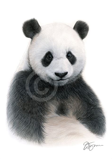 Giant Panda Color Pencil Drawing Print Wildlife Art - Etsy UK