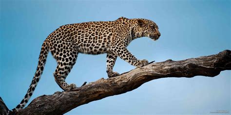 5 Fascinating Facts About the Leopard (Panthera Pardus) – SafariBookings