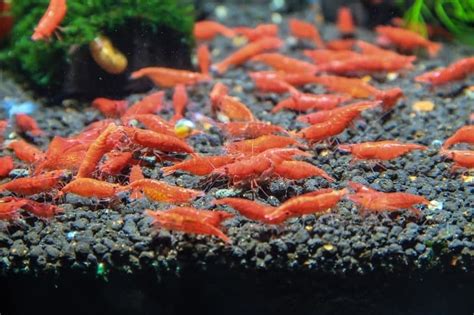 Shrimp Breeding Tank Setup: Everything You Need to Know - Shrimp Tank Talk