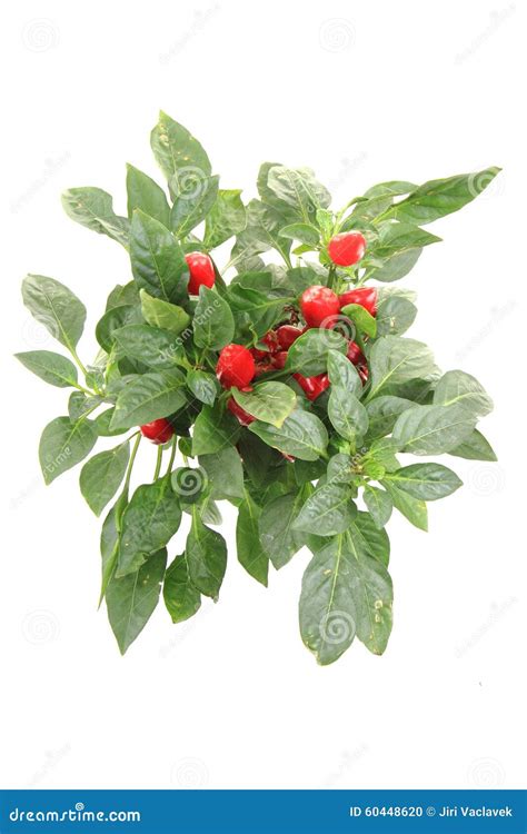 Red chili plant isolated stock photo. Image of fresh - 60448620