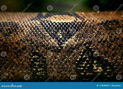 Anaconda skin stock image. Image of detail, green, abstract - 173638025