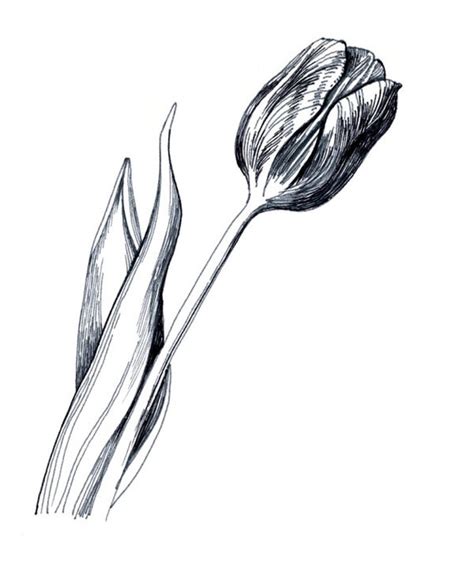 Items similar to Tulip flower, Black & White drawing Fine Art Print ...