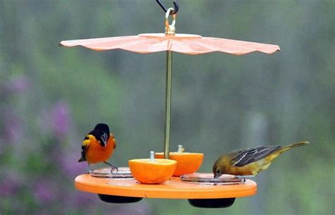 The 8 BEST Feeders For Orioles (That Actually Work!) - Bird Watching HQ