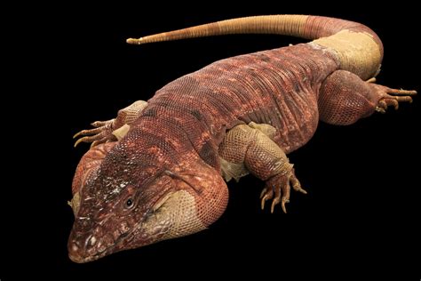 A Red tegu lizard (Tupinambis rufescens) at Parco Natura Viva, in ...