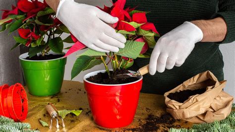 How to care for a poinsettia in 6 simple steps | Tom's Guide