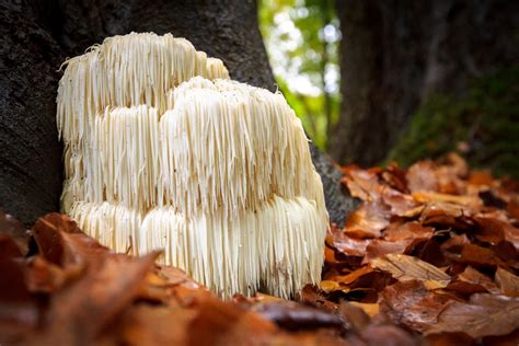 Lion’s Mane Mushroom - Health Benefits and Side Effects