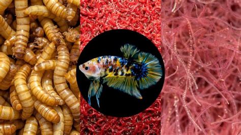 How To Feed Live Worms To Betta? – Acuario Pets