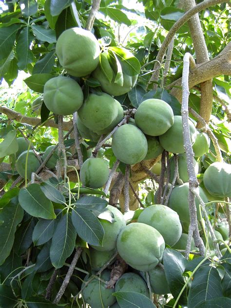 My Edible Fruit Trees: White Sapote Trees NSW