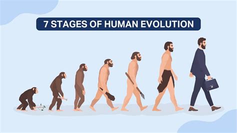 7 Stages Of Human Evolution: Discoveries and Special Traits