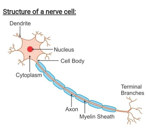 Draw A Labelled Diagram Of Nerve Cell