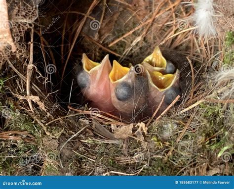 Carolina Wren Nestlings stock image. Image of wrens - 188683177