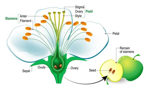 Flowers – Nature Journals