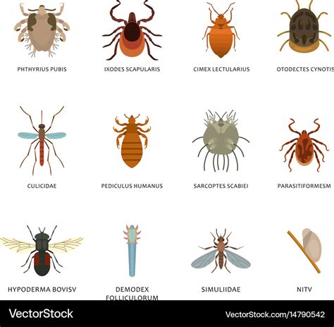 Parasite In Human Body