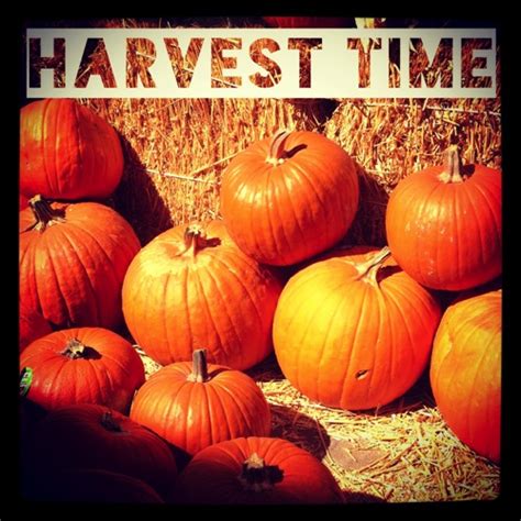 Photo: Harvest Time via #instagram #fall #halloween – A Gardener's Notebook