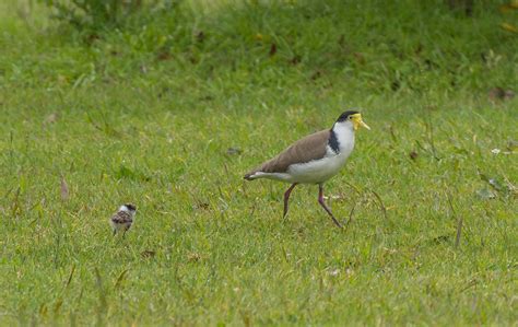 Plovers