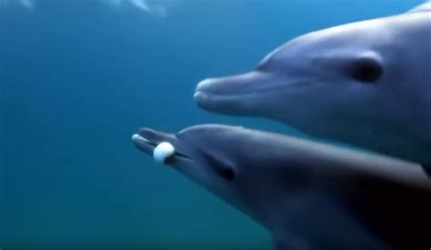 Dolphins Getting High Off Pufferfish Goes Viral - See Video Of Dolphins ...