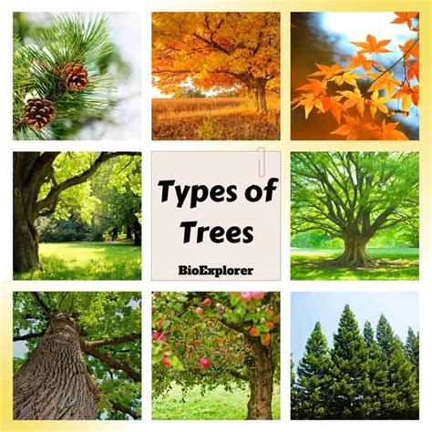 Types of Trees | Deciduous Trees | Evergreen Trees | Pictures