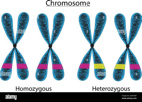 homologous chromosomes and heterologous chromosomes, genes located in ...