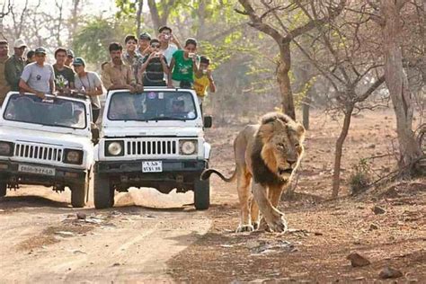 Wildlife Safari In Gir National Park 2024 - Sasan Gir